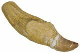 Fossil Rooted Mosasaur (Prognathodon) Tooth - Morocco #286375-1